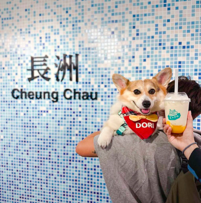 長洲角酪 photo 2